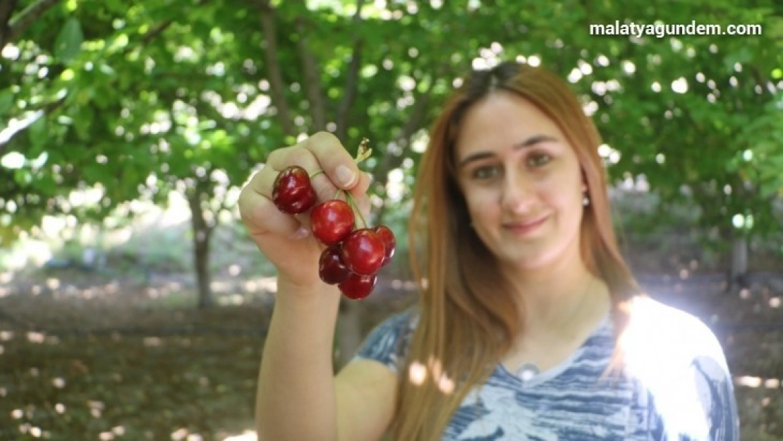 Tescilli dalbastı kirazında ürün kaybı