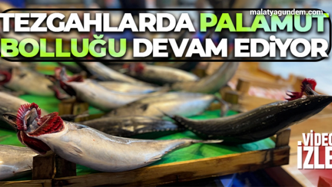 Tezgahlarda palamut bolluğu devam ediyor