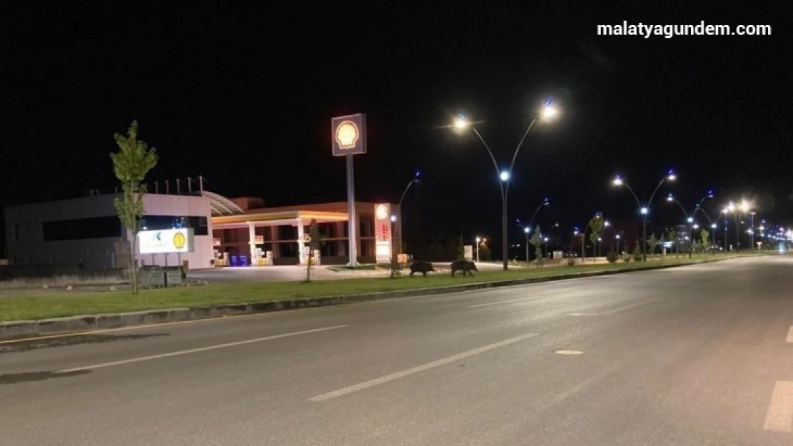 Yaban domuzları kent merkezine indi