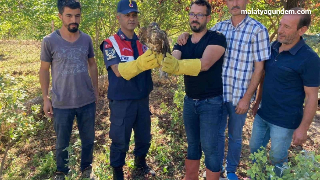 Yaralı şahin tedavi altına alındı