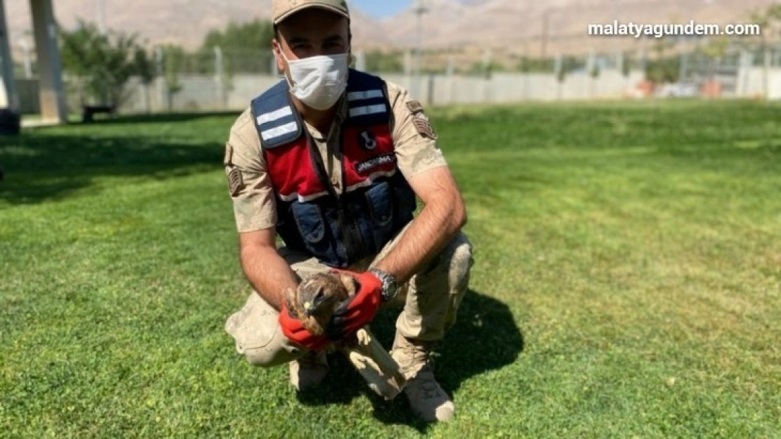 Yaralı şahine jandarma sahip çıktı