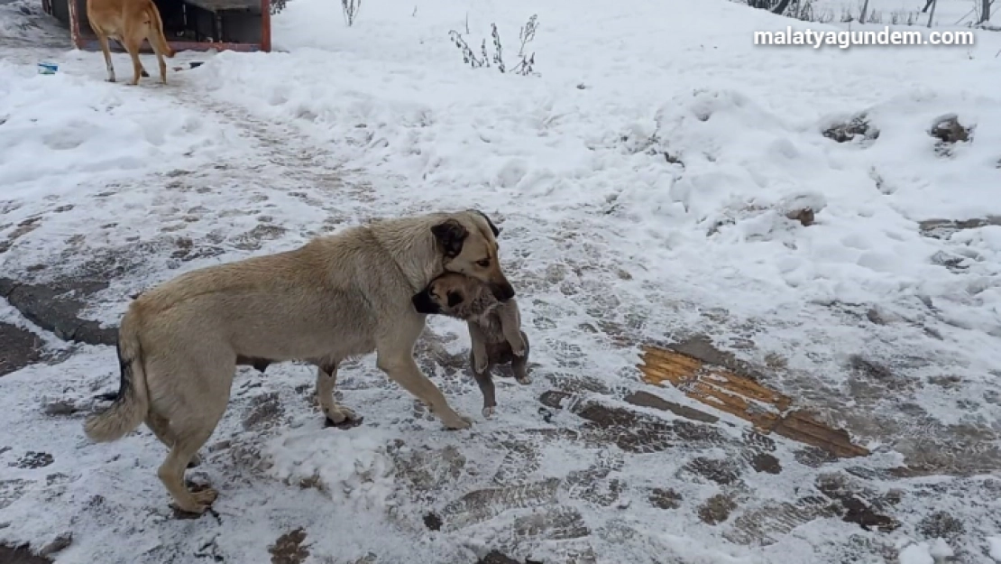 Yaramaz yavru köpeğe anne şefkati