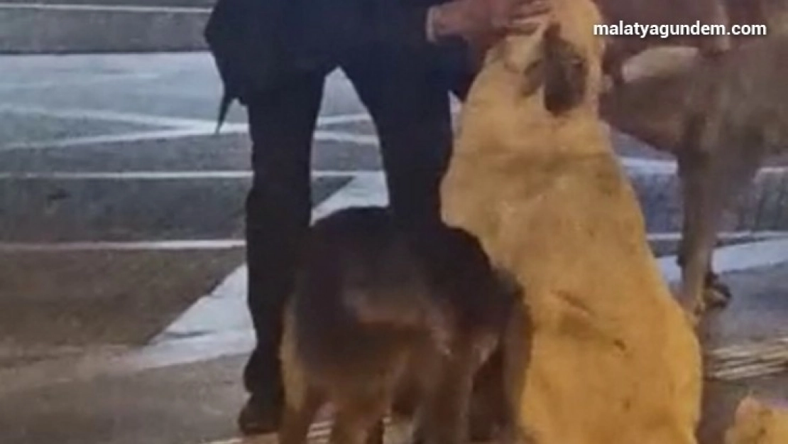 Yaşlı adamın sokak köpeklerine şefkati yürekleri ısıttı