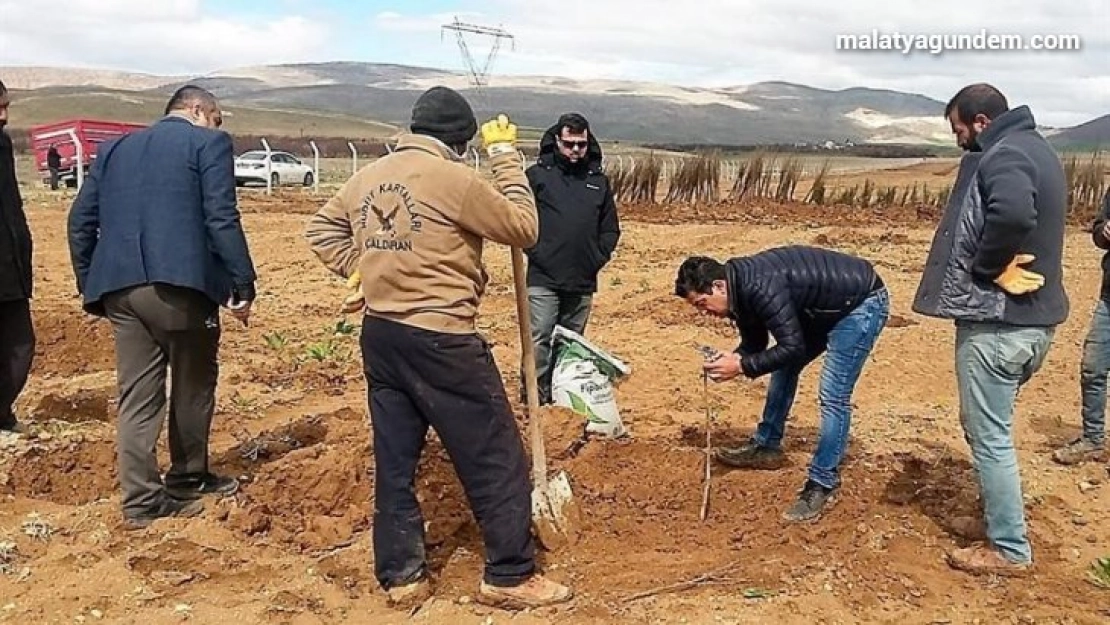 Yazıhan'da Trabzon Hurması Bahçesi kuruluyor