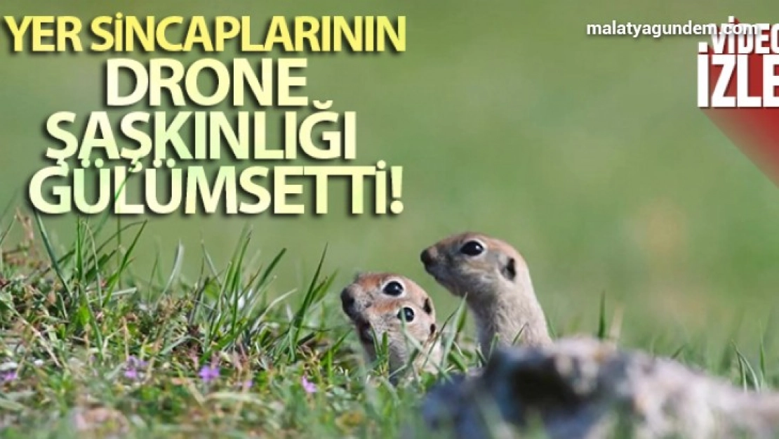 Yer sincaplarının drone şaşkınlığı gülümsetti