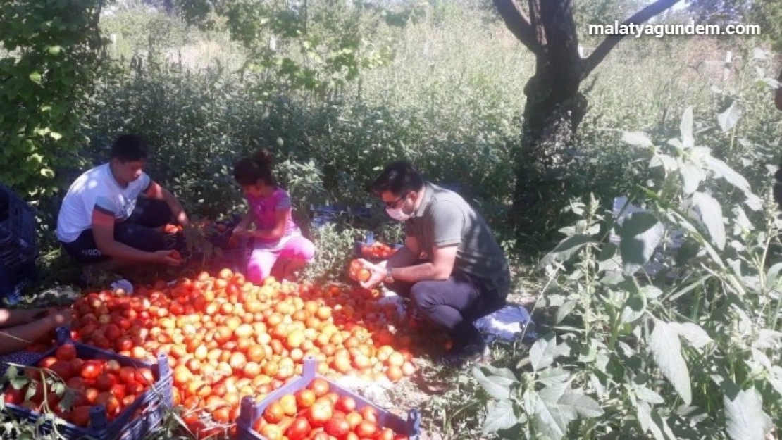 Yeşilyurt Belediyesinden fide desteği alanlara hasat yardımı