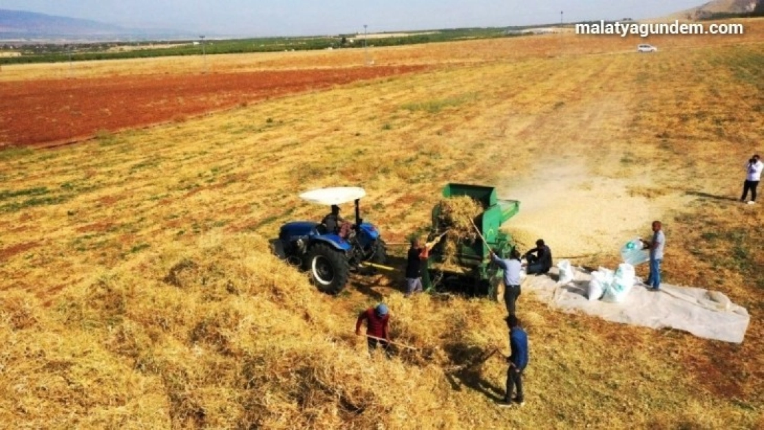 Yeşilyurt'ta tarımsal üretim ve AR-GE sahasında kuru fasulye hasadı