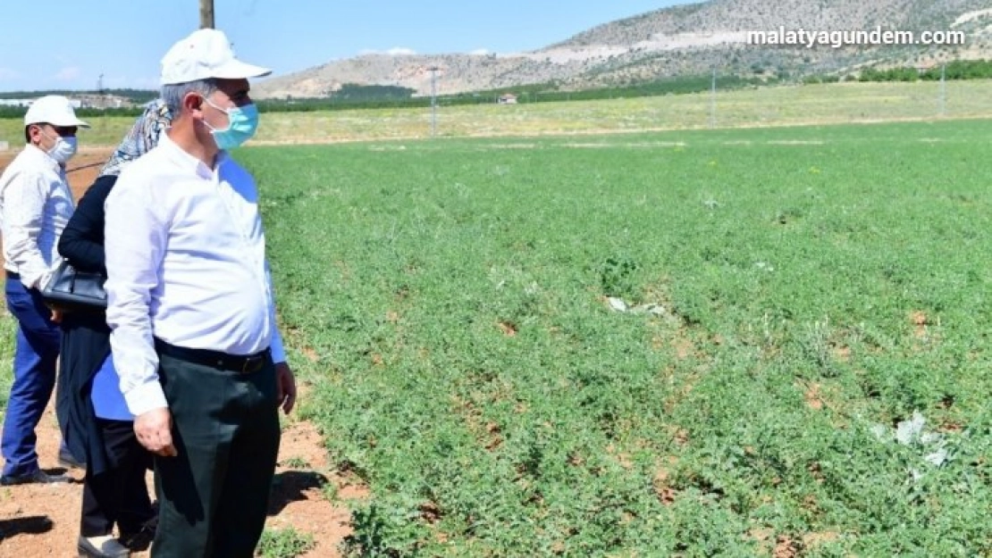 Tarımsal üretim ve Ar-Ge sahası kuruldu