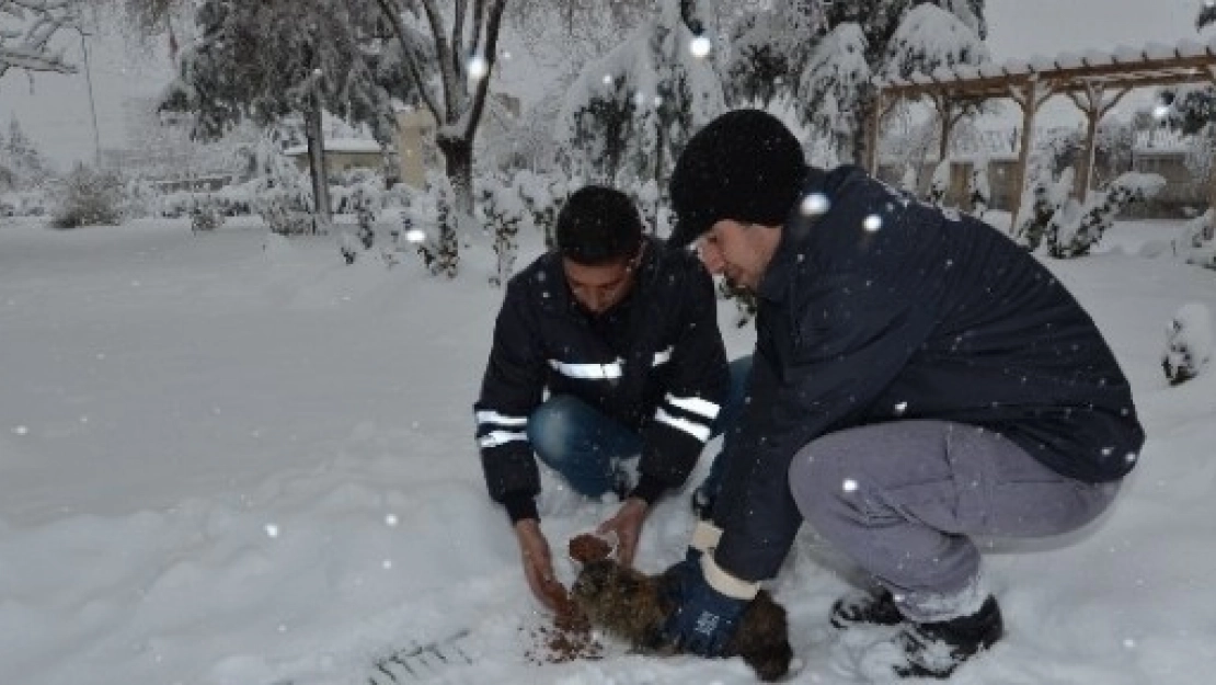 Yeşilyurt Belediyesi Sokak Hayvanlarını Unutmadı