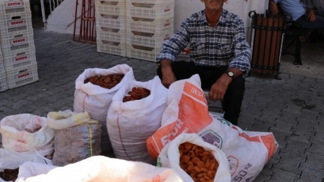 Yılın Kayısı Mahsulleri Pazara İnmeye Başladı