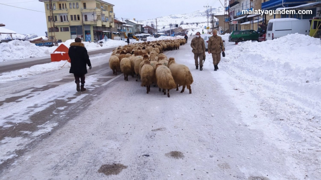 Yoğun kar yayladaki sürüleri yerinden etti