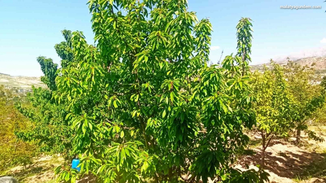 Zirai donun zarara yol açtığı Malatya'da kiraz yaprağı ümit oldu