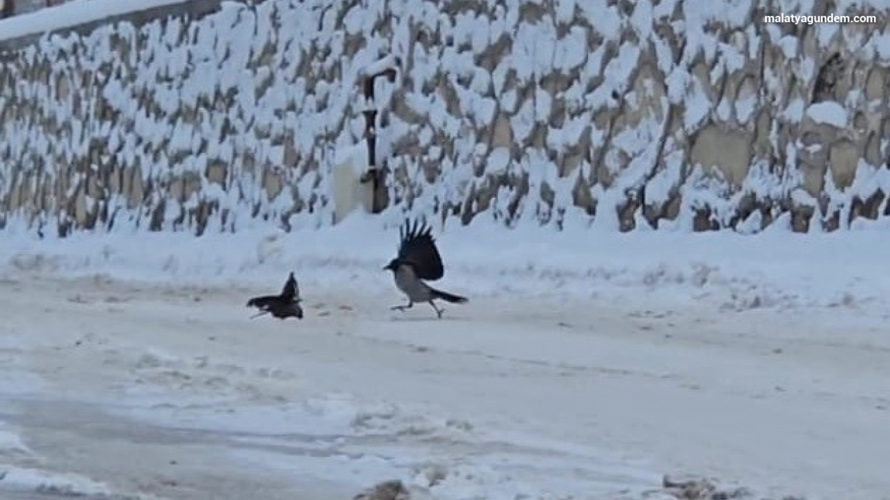 İlçe beyaza büründü, aç kalan kargalar sokaklara indi