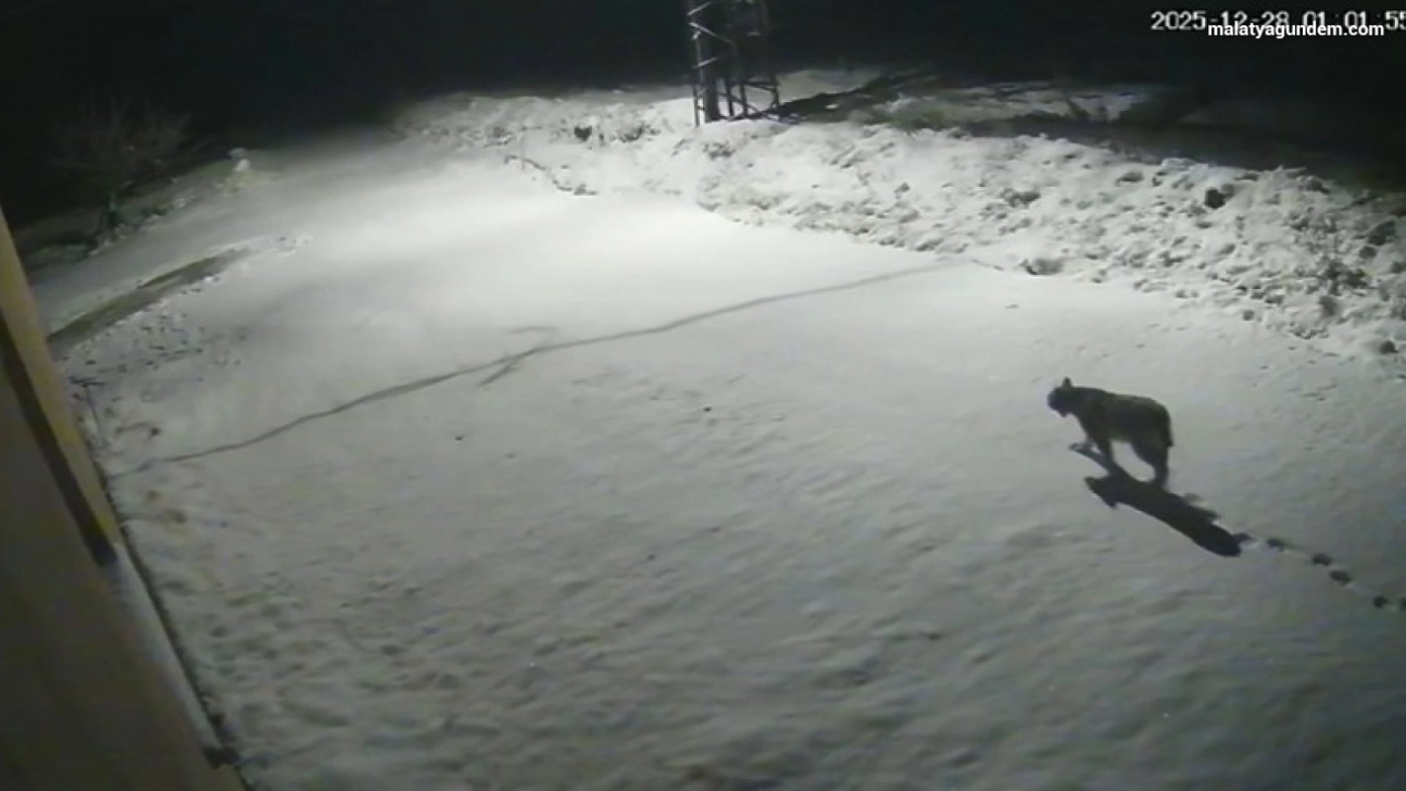 Nesli tükenmek üzere olan vaşak güvenlik kamerasına takıldı