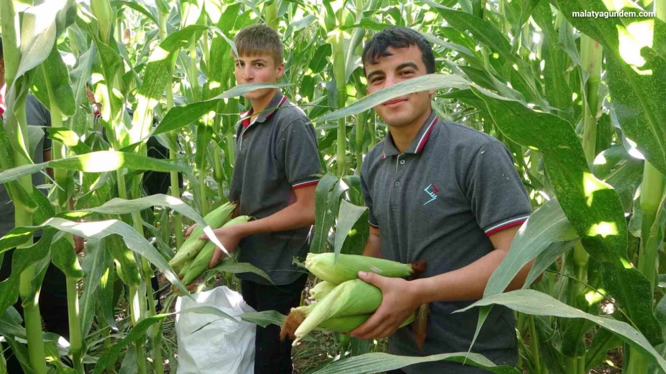 Malatya'da Tarım Lisesi Öğrencileri silajlık mısır hasadına başladı