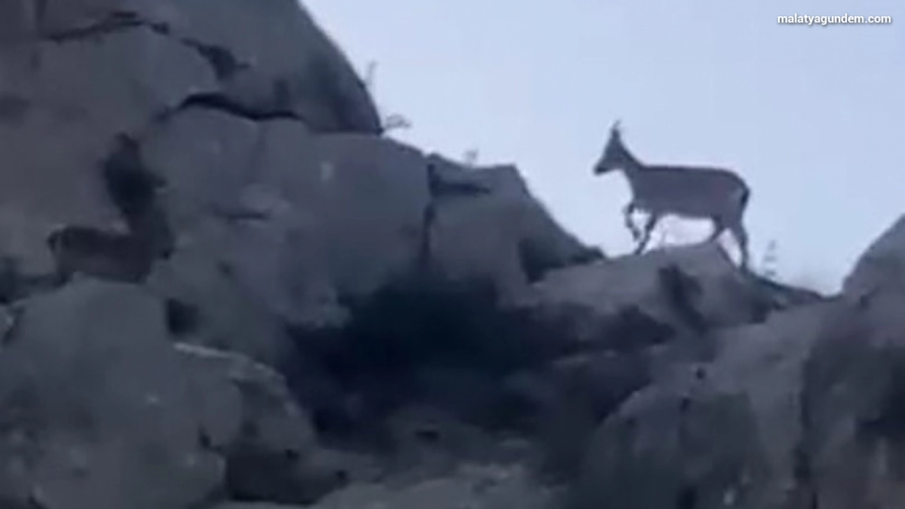 Malatya'da yaban keçileri görüntülendi