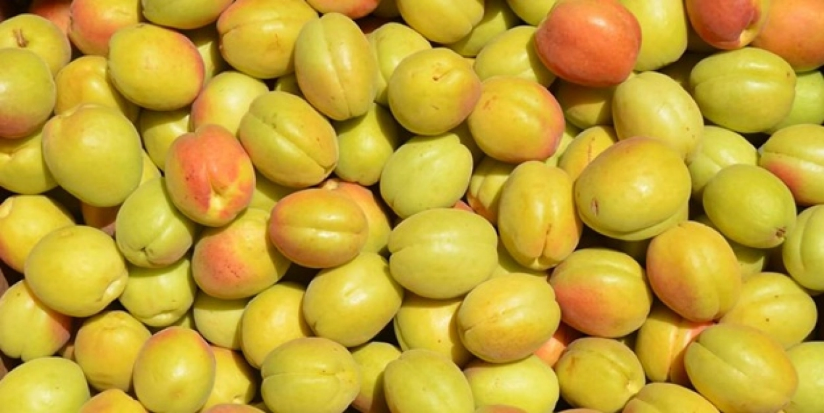 Hem Yaşı Hem Kurusu Bolca Şifayla Dolu, Çekirdeği Tam Bir Kanser Savaşçısı: Kayısı