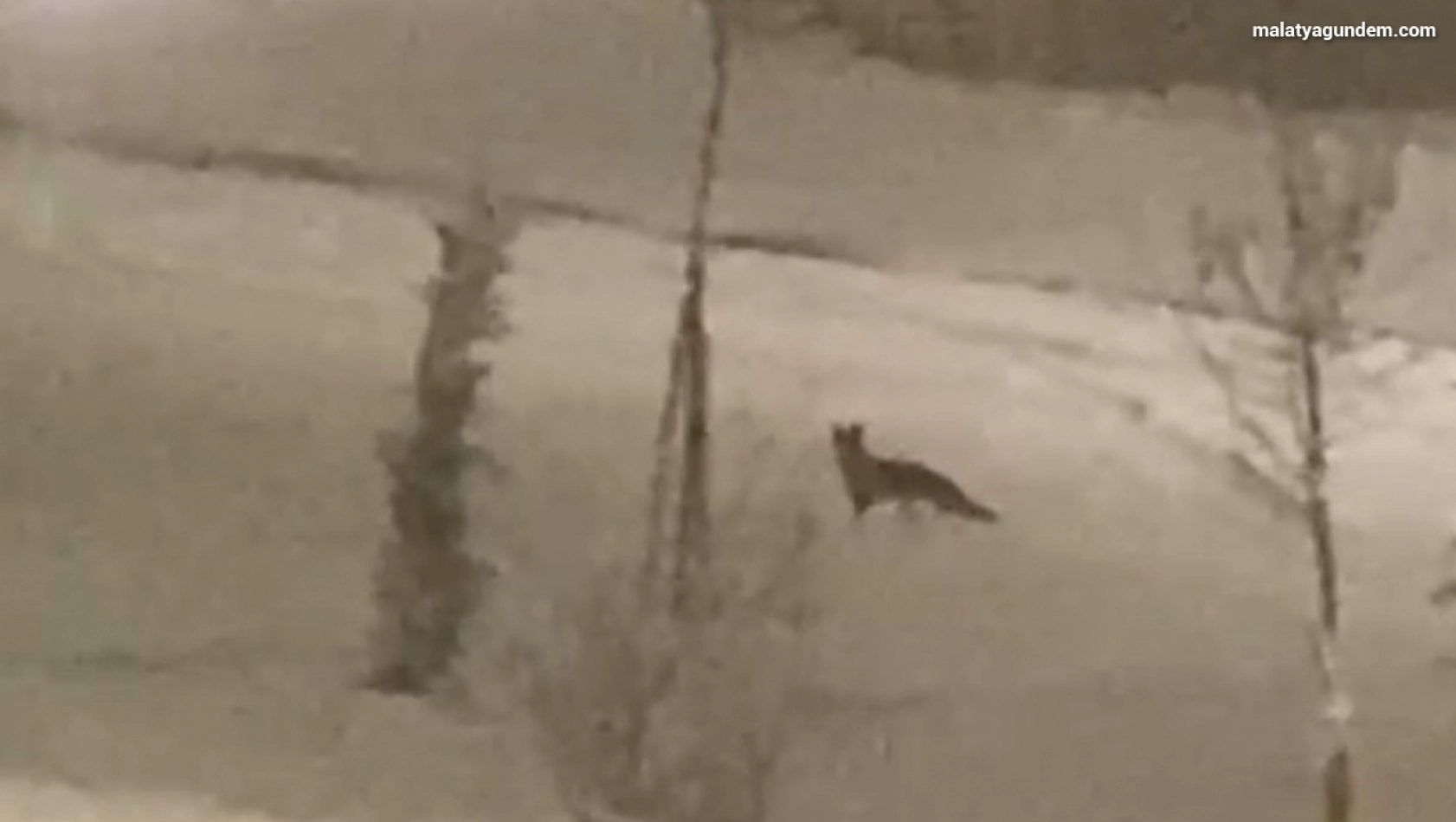 Aç kalan tilki şehir merkezine indi