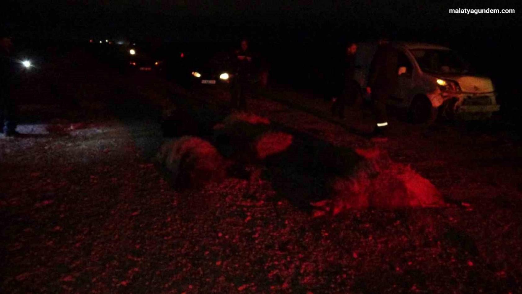 Hafif ticari araç sürüye daldı, 10'dan fazla koyun telef oldu