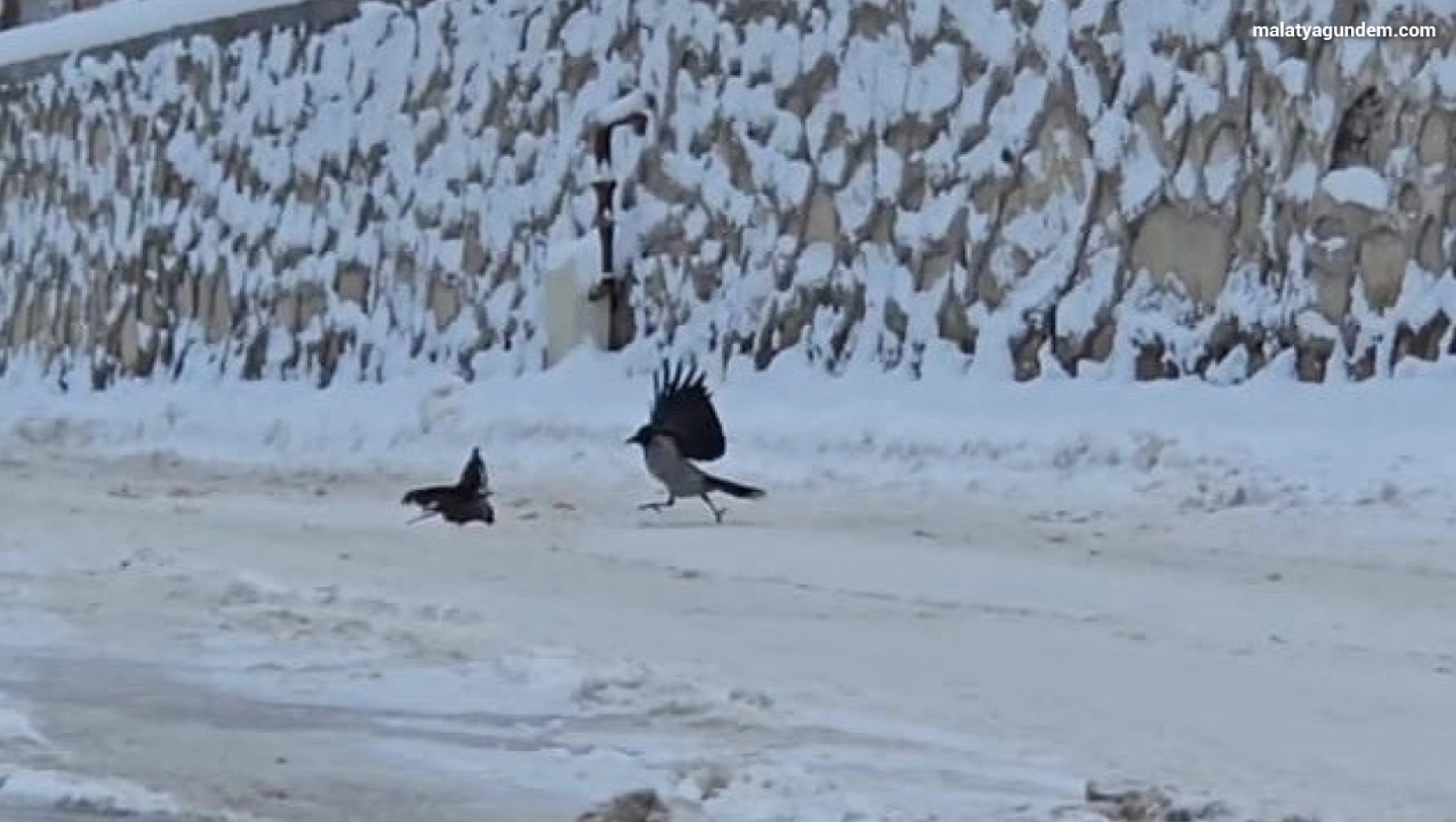 İlçe beyaza büründü, aç kalan kargalar sokaklara indi