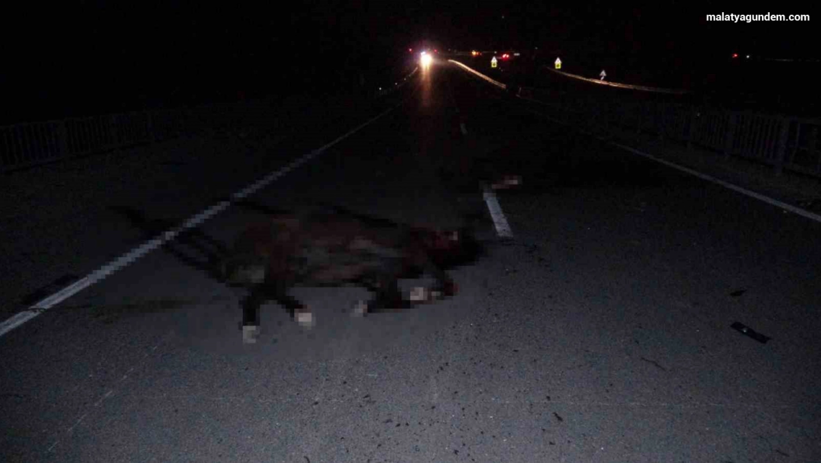 Milyonluk yarış atları karayolunda telef oldu