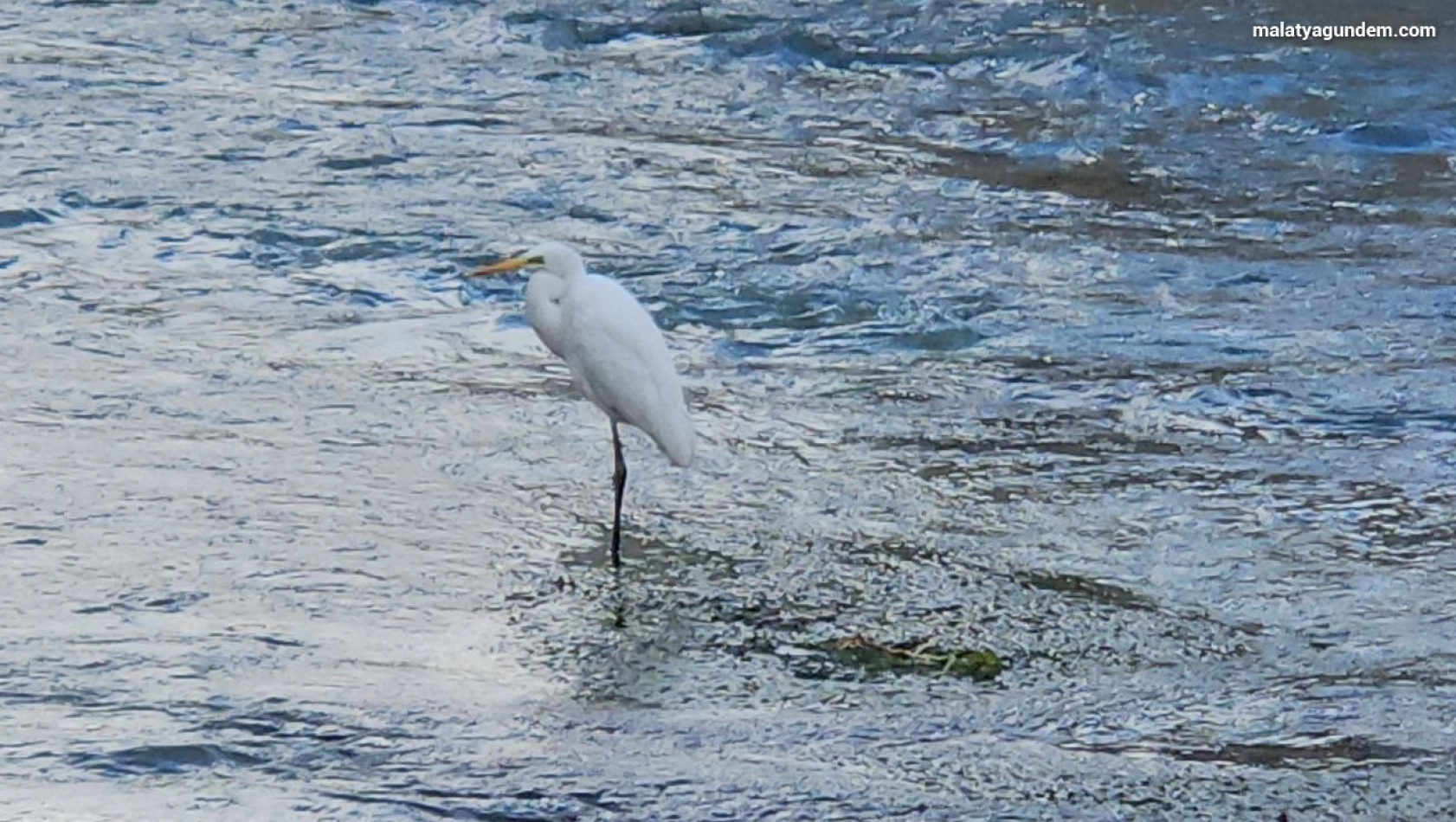 Tohma Çayı'nı mesken tutan balıkçıl kuşu ilgi görüyor