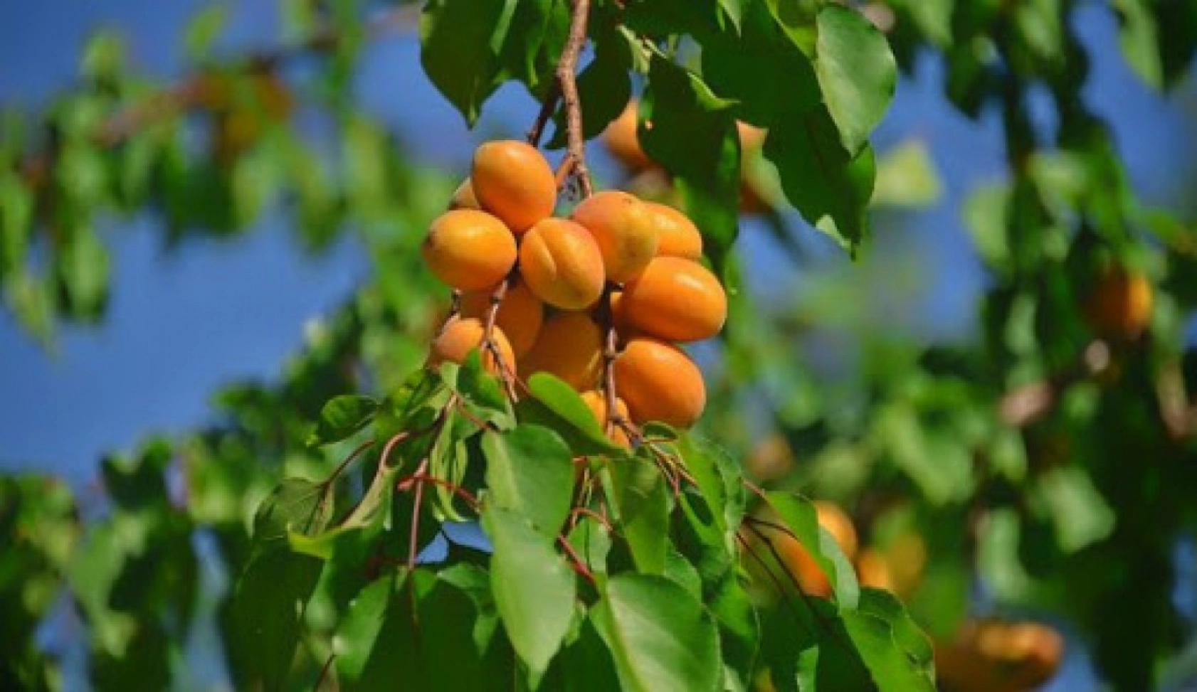 Hem Yaşı Hem Kurusu Bolca Şifayla Dolu, Çekirdeği Tam Bir Kanser Savaşçısı: Kayısı