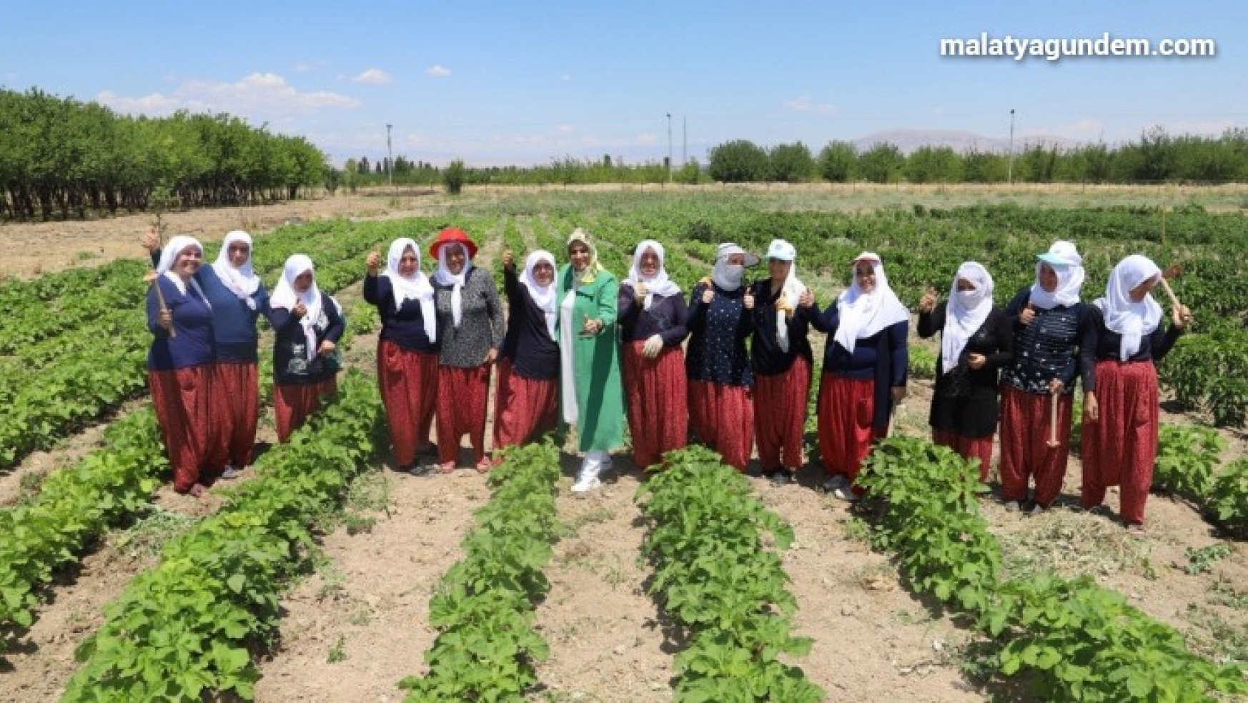 Battalgazi'nin gönüllü kadınları, ilk hasatlarını topladı