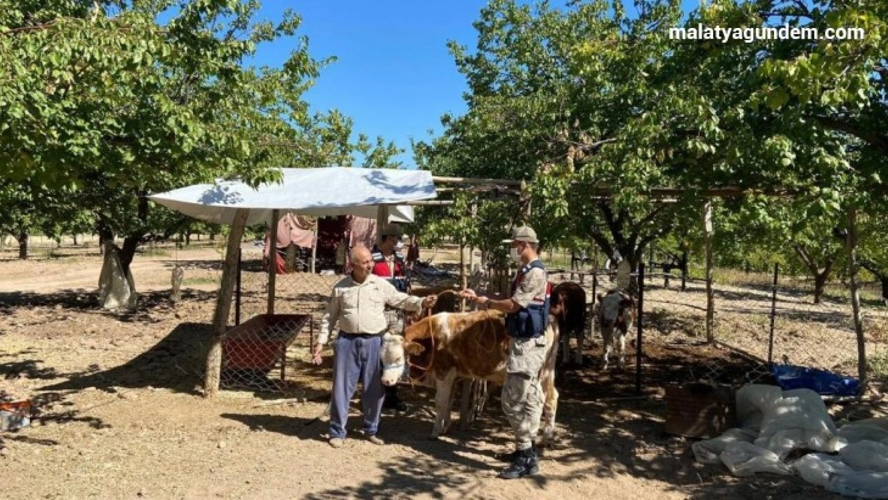 Kayıp inekler drone ile bulundu