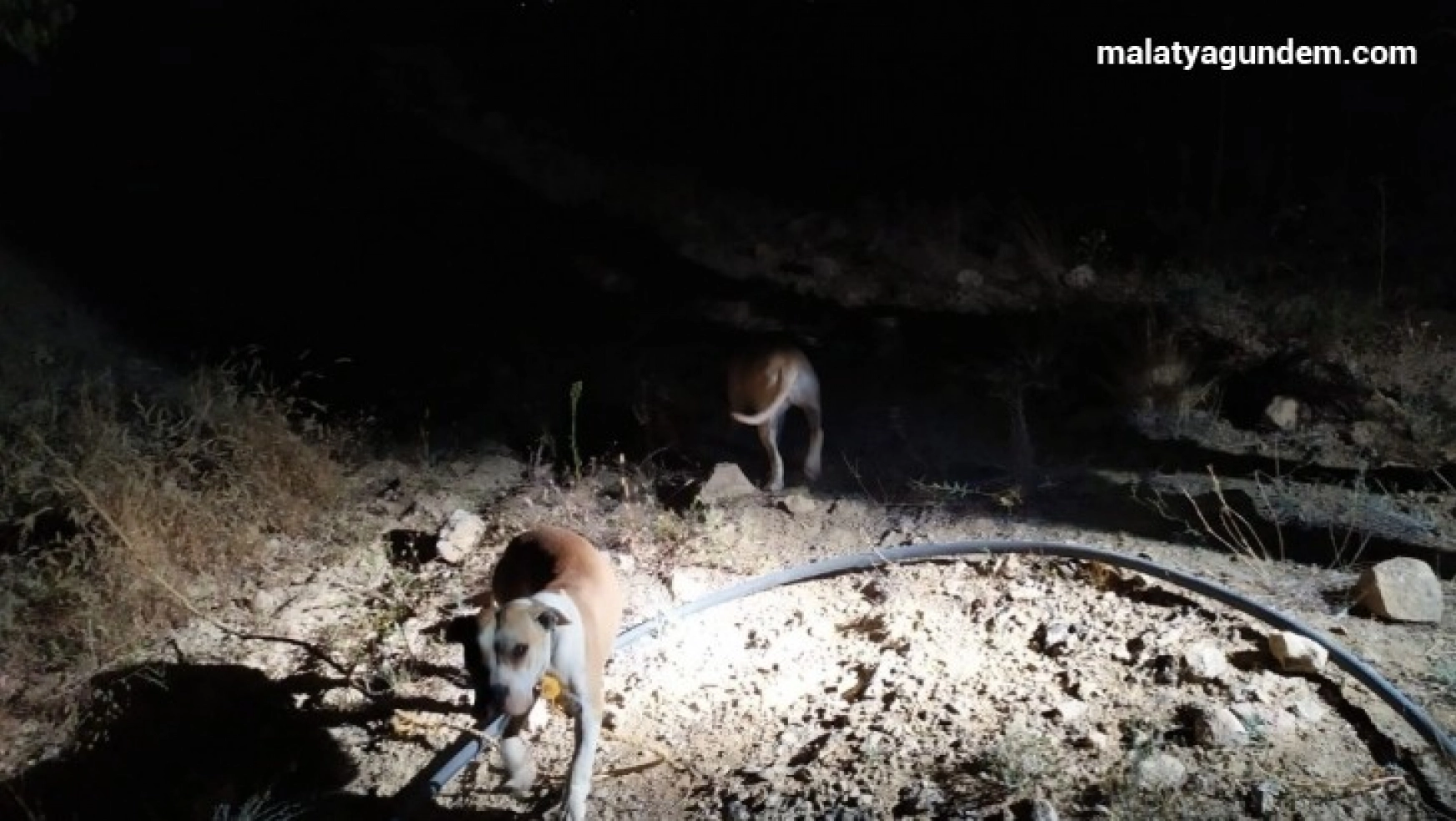 Keneviri korumak için iki pitbull köpek beslediler