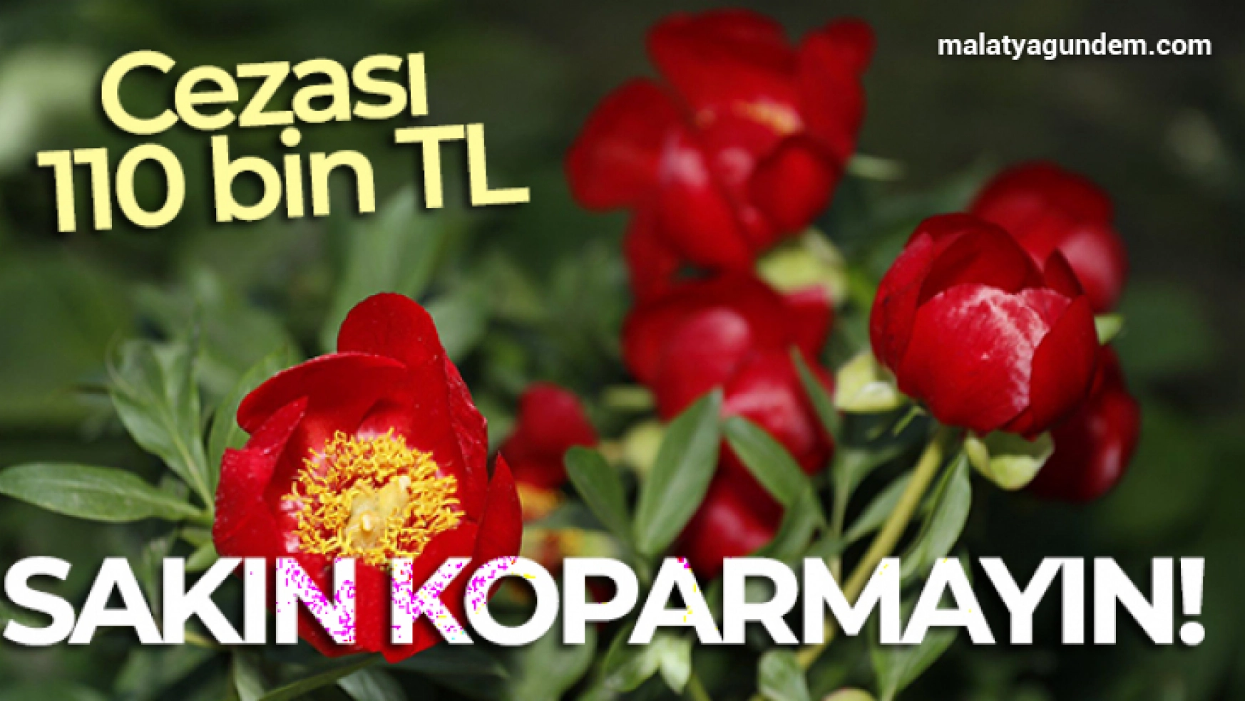 Nadir yetişen Şakayık çiçeğini koparmanın cezası 110 bin TL