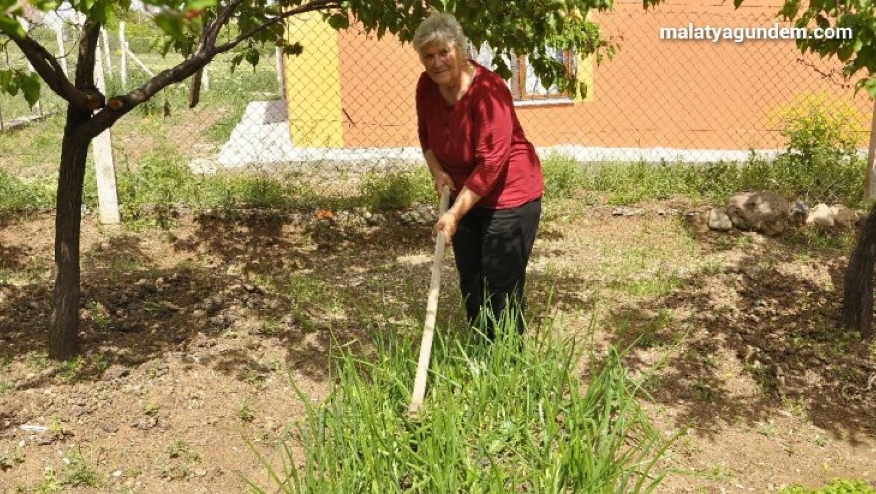 Sokağa çıkmayan yaşlı kadın doğal sebze yetiştirerek gününü geçiriyor