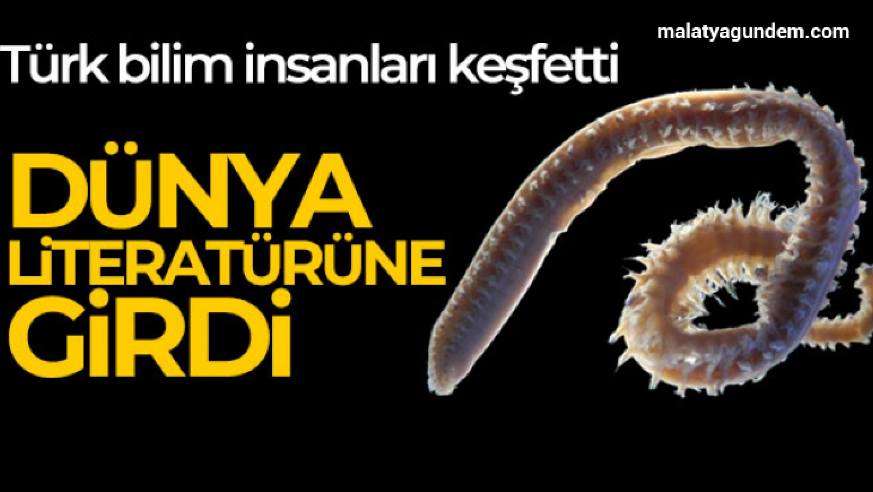 Türk bilim insanları 2 yeni deniz canlısı keşfetti: Dünya literatürüne girdi