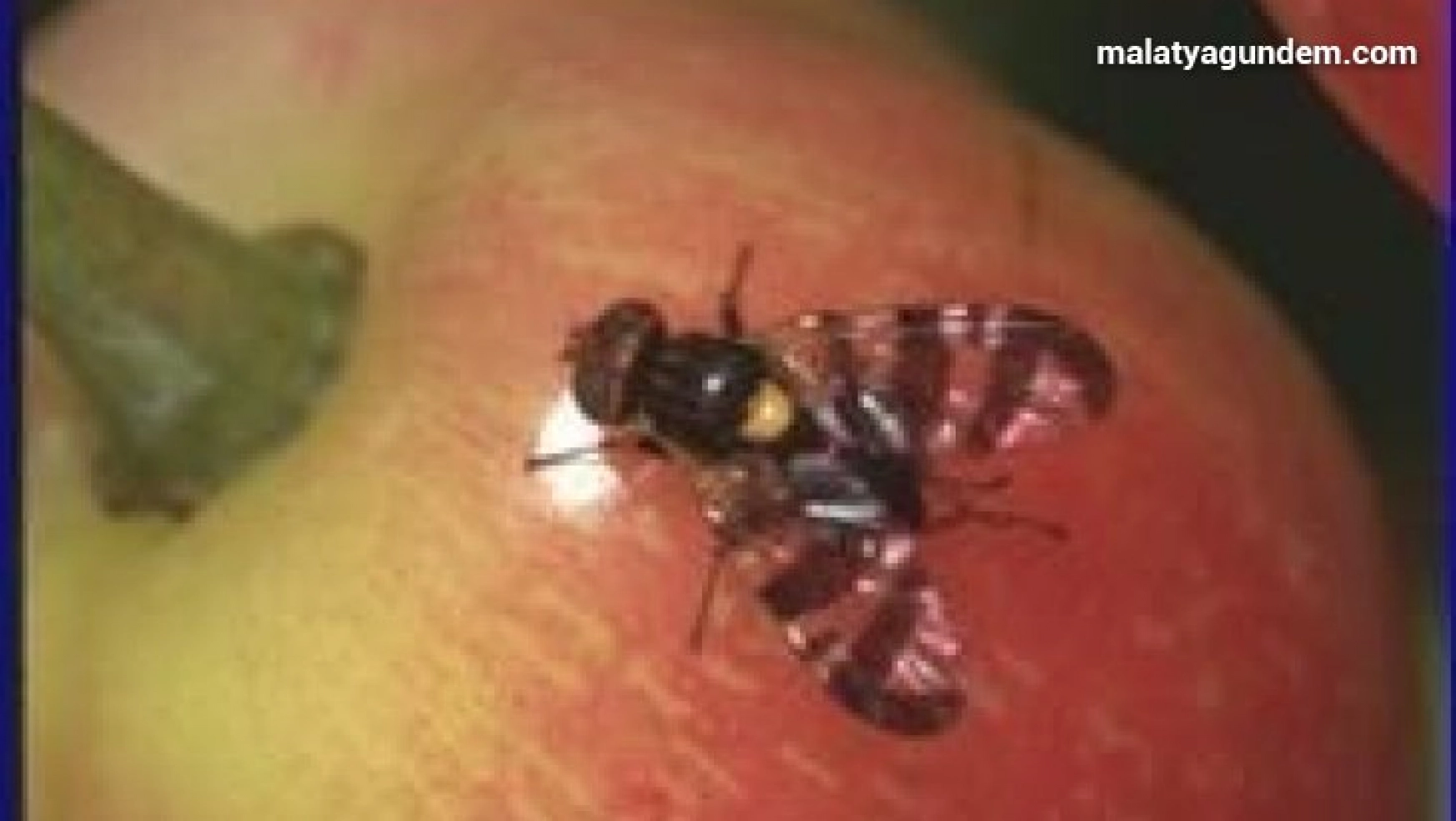 Üreticiler kiraz sineğine karşı uyarıldı