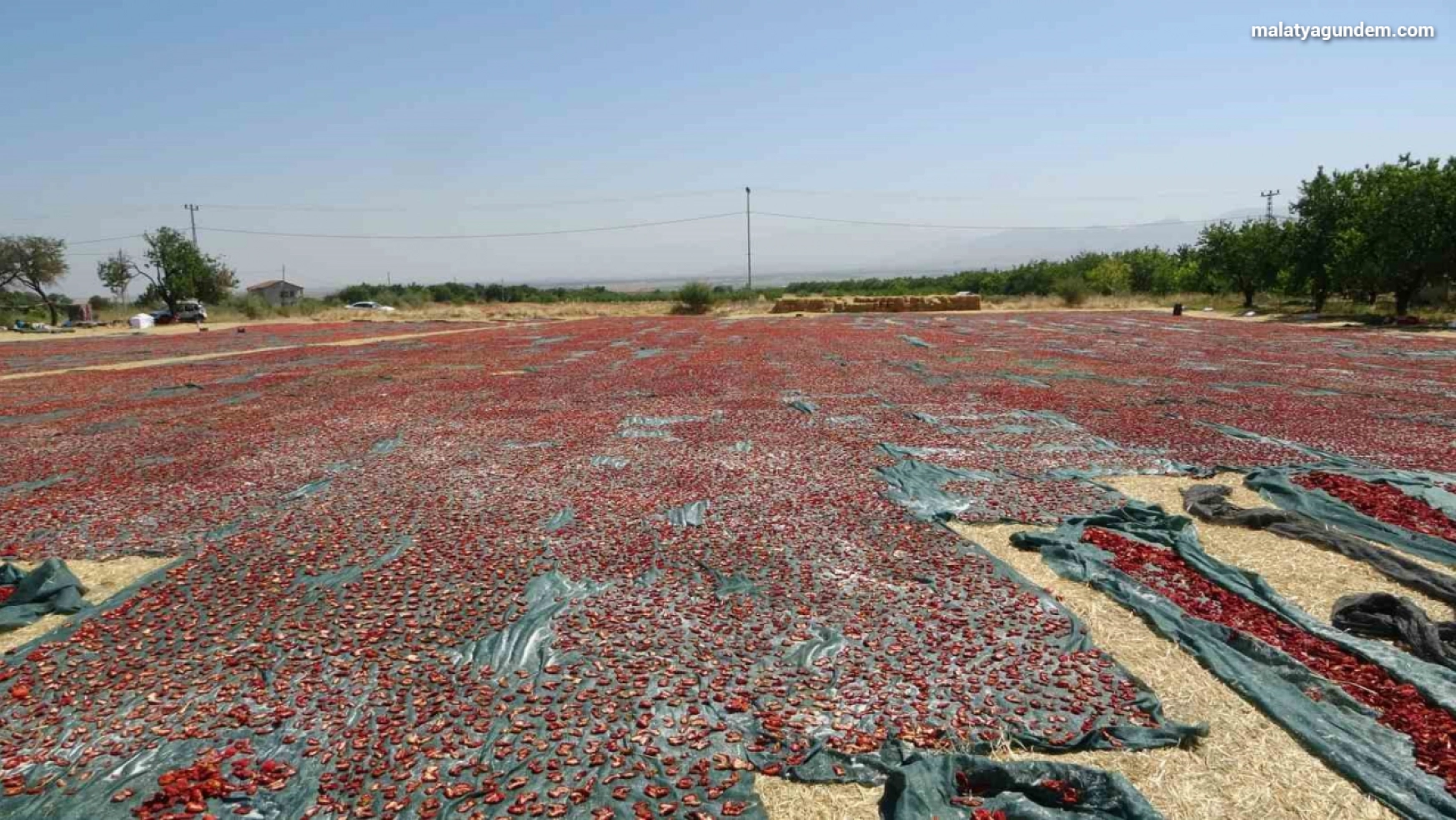 Yüzlerce dönüm arazide kurutulmuş domatesler ihrac ediliyor