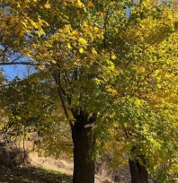 Arapgir'de sonbahar doğal güzelliğiyle görenleri hayran bıraktırıyor