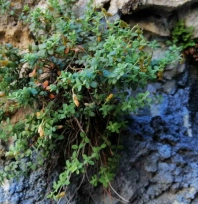 Endemik Malatya kantaronu, kimyasal olarak sarı kantarondan daha zengin çıktı