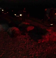 Hafif ticari araç sürüye daldı, 10'dan fazla koyun telef oldu