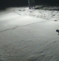 Nesli tükenmek üzere olan vaşak güvenlik kamerasına takıldı