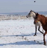 Malatya'da 2026 şampiyon adayı taylar dünyaya gelmeye başladı