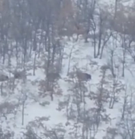 Malatya'da aç kalan domuz ve kurtlar, yerleşim yerlerine indi
