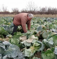Malatya'da çiftçiler alternatif ürünlerle zararlarını telefi ediyor