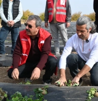 Çilek yetiştiriciliğinde hibe destekli proje başladı