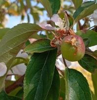 Malatya'da elma ağacı çiçek açıp meyve verdi