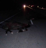 Milyonluk yarış atları karayolunda telef oldu