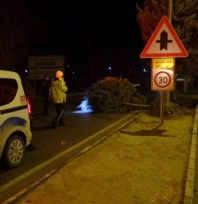 Fırtına ağaçları kökünden söktü