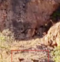 Malatya'da sürü halindeki yaban keçileri görüntülendi