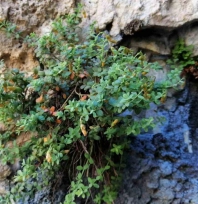 Malatya'ya özgü endemik bitki, sarı kantarondan daha etkili bulundu