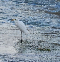 Tohma Çayı'nı mesken tutan balıkçıl kuşu ilgi görüyor