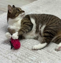 Uzmandan evcil hayvanlarda aşı uyarısı